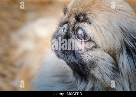 Closeup Schuss pekingese oder Löwe Hund, eine uralte Rasse Hund Spielzeug aus China. Auf der linken Seite Stockfoto