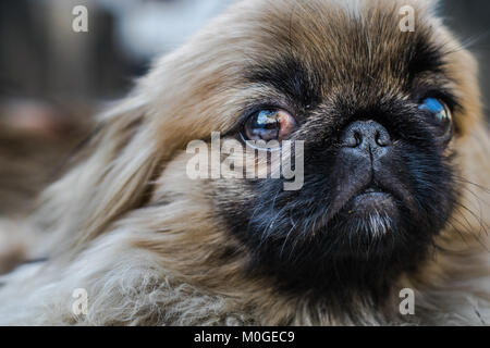 Closeup Schuss pekingese oder Löwe Hund, eine uralte Rasse Hund Spielzeug aus China Stockfoto