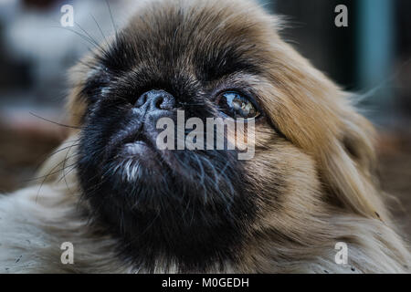 Closeup Schuss pekingese oder Löwe Hund, eine uralte Rasse Hund Spielzeug aus China Stockfoto