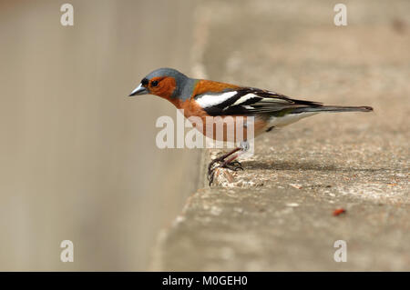 Die gemeinsame Buchfink (Fringilla coelebs) sitzen auf dem Betonklotz mit grauen Hintergrund. Stockfoto