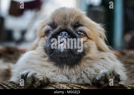 Closeup Schuss pekingese oder Löwe Hund, eine uralte Rasse Hund Spielzeug aus China Stockfoto