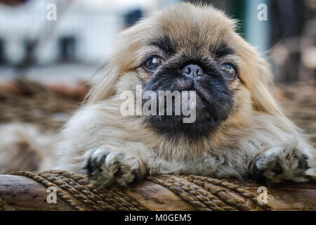 Closeup Schuss pekingese oder Löwe Hund, eine uralte Rasse Hund Spielzeug aus China Stockfoto