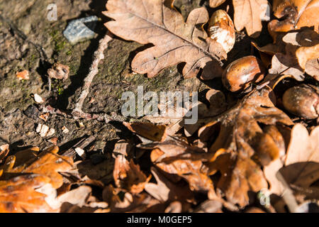 Eiche Blätter und Eicheln auf dem Boden im Herbst Stockfoto
