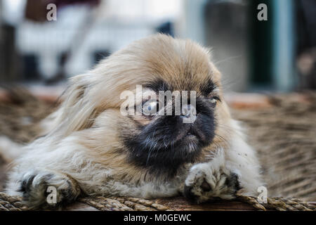 Closeup Schuss pekingese oder Löwe Hund, eine uralte Rasse Hund Spielzeug aus China. Auf der rechten Seite. Stockfoto