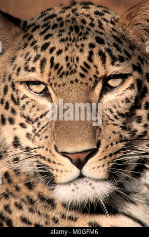 Persischer Leopard (Panthera pardus saxicolor, Panthera pardus ciscaucasica) | Persischer Leopard (Panthera pardus saxicolor) Stockfoto