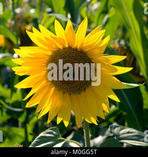 Eine einzelne Sonnenblume am Rande eines Feldes von Sonnenblumen Stockfoto