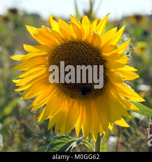 Eine einzelne sonnenblumenkerne auf dem Rand von einem Feld mit Sonnenblumen und eine Bee Pollen sammeln Stockfoto