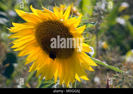 Eine einzelne sonnenblumenkerne auf dem Rand von einem Feld mit Sonnenblumen und eine Bee Pollen sammeln Stockfoto