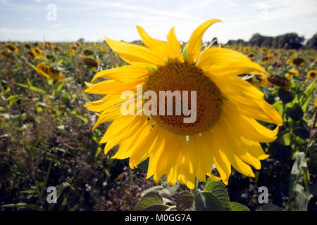 Eine einzelne Sonnenblume am Rande eines Feldes von Sonnenblumen Stockfoto