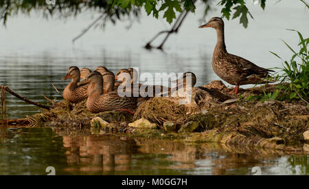 Ente Familie alle die Menschen beobachten auf ihren See unter dem Schatten der Ahorn Stockfoto