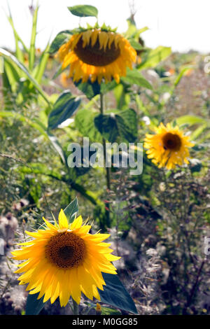 Sonnenblumen auf einem Feld mit Sonnenblumen Stockfoto