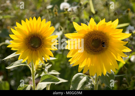 Zwei Sonnenblumen auf einem Feld mit Sonnenblumen Stockfoto