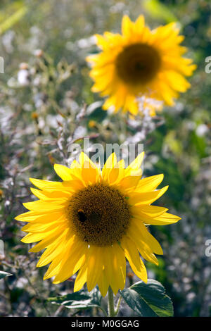 Zwei Sonnenblumen auf einem Feld mit Sonnenblumen Stockfoto