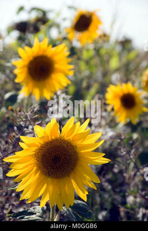 Sonnenblumen auf einem Feld mit Sonnenblumen Stockfoto