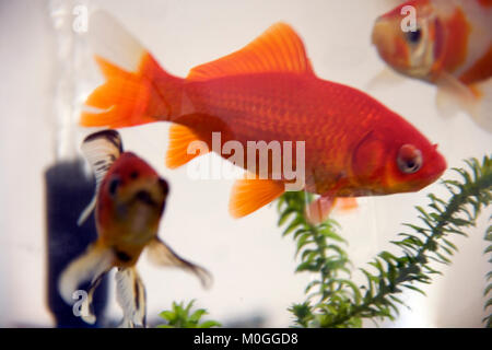 Goldfisch in eine große Glasschüssel Stockfoto