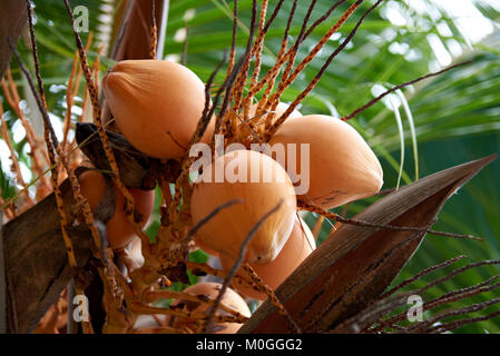 Gelbe Kokosnüsse in Palm Tree Reif Stockfoto