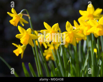 Büschel von gelben Zwerg-Narzisse Blumen Stockfoto