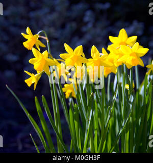 Büschel von gelben Zwerg-Narzisse Blumen Stockfoto