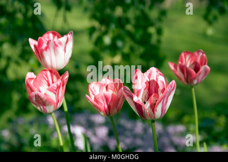 Spring Garden, ein Klumpen gestreift rosa und weißen Tulpen Stockfoto