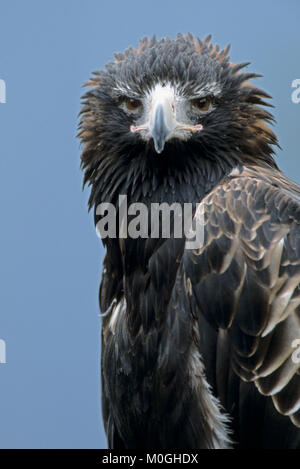 Wedge-tailed eagle/(Aquila Audax) |/Keilschwanzadler (Aquila Audax) Stockfoto