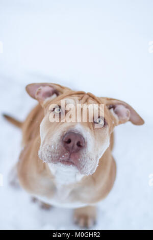 Die Pit Bulldog Welpen sitzen im Schnee Stockfoto