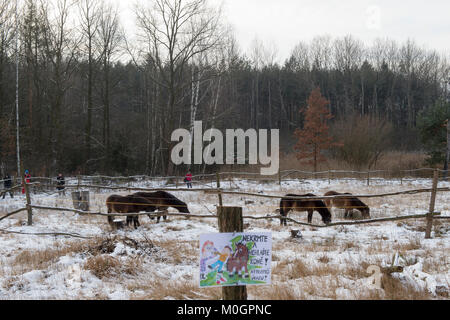 Exmoor pony pferde sind in hiltpold Lage in Hradec Kralove, Tschechische Republik, am 20. Januar 2018. Pferde helfen, eine Umgebung für seltene Tier- und Pflanzenarten durch Beweidung erhalten. (CTK Photo/Josef Vostarek) Stockfoto