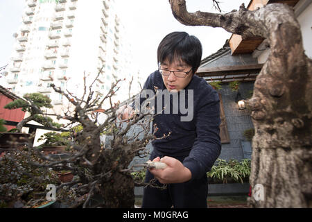 (180122) - Hangzhou, Jan. 22, 2018 (Xinhua) - Qian Zhongshu Pflaumen Anlage zur Inspiration in seinem Studio in Hangzhou, der Hauptstadt der ostchinesischen Provinz Zhejiang, Jan. 22, 2018 zu suchen. Qian wurde 1983 in Shanghai geboren. Als Liebhaber der traditionellen chinesischen Kultur, der Absolvent von China Akademie der Kunst sein Amt und seine eigenen Schmuck studio über vor neun Jahren eröffnet. So weit, seine Gruppe hat fast 20 Mitglieder. Sie können mehr als 300 Schmuckstücke jedes Jahr machen. (Xinhua / Weng Xinyang) (mcg) Stockfoto