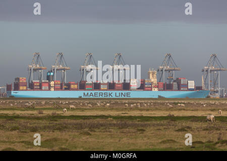 Cliffe, Kent, Vereinigtes Königreich. 22 Jan, 2018. Monaco Maersk - eines der größten Containerschiffe der Welt - Bild heute in London Gateway Containerhafen in Essex. Die 399 Meter lange Schiff ist auf ihrem Antrittsbesuch in Europa und ist im Bild von über die Themse in die cliffe Sümpfe auf der Hoo-Halbinsel. Credit: Rob Powell/Alamy leben Nachrichten Stockfoto