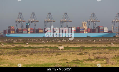 Cliffe, Kent, Vereinigtes Königreich. 22 Jan, 2018. Monaco Maersk - eines der größten Containerschiffe der Welt - Bild heute in London Gateway Containerhafen in Essex. Die 399 Meter lange Schiff ist auf ihrem Antrittsbesuch in Europa und ist im Bild von über die Themse in die cliffe Sümpfe auf der Hoo-Halbinsel. Credit: Rob Powell/Alamy leben Nachrichten Stockfoto