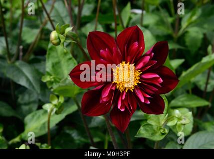 Dahlie Don Hill collarette Dahlia mit tiefen Burgund rot Blumen und gelben Zentren Stockfoto