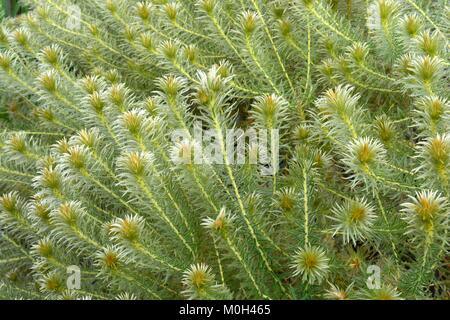 Phylica pubescens oder Featherhead Stockfoto