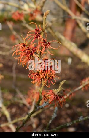 Hamamelis x intermedia Jelena Zaubernuss sommergrüne Strauch mit Clustern von KUPFERFARBEN - orange Blumen Stockfoto