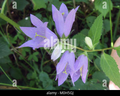 Campanula persicifolia, allgemein bekannt als Pfirsichblättrige Glockenblume, wächst in einer natürlichen Parklandschaft. Das Bild zeigt die schlanken Stängel, blau-violetten Blüten und glockenförmigen Blüten der Pflanze. Stockfoto