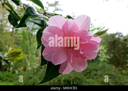 Camellia williamsii' × Jenefer Carlyon' - trebah Garten - Cornwall, England - DSC 01247 Stockfoto