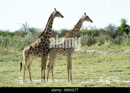 Dominierende männliche Giraffe hinter weibliche Giraffe in der Nähe der Wasserstelle Stockfoto