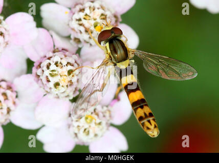 Europäische lange Hoverfly (Sphaerophoria scripta) Ernährung auf einer Blume Stockfoto