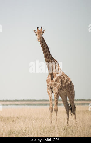 Single, stehend, Giraffe Stockfoto