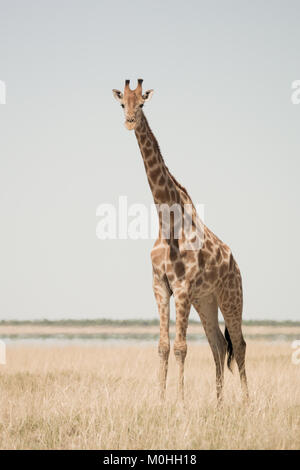 Single Giraffe auf Kamera, allein in langen, trockenen Gras Stockfoto