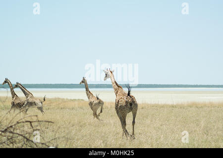 Kleine Herde der galoppierenden Giraffen Stockfoto