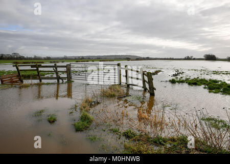 Überschwemmte Felder in der Nähe von Launcherley auf der Somerset Levels, nach dem Hochwasser betroffenen Teile der Südwesten Englands. Stockfoto