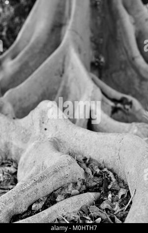 Bunte Feigenbaum (Ficus variegata) Wurzeln, Früchte und Kofferraum, Anderson Park Botanischer Garten, Townsville, Queensland, Australien Stockfoto