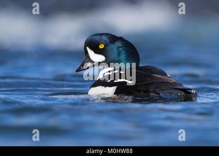 Der Barrow Schellente (bucephala Islandica), männlichen Erwachsenen Schwimmen im Fluss Stockfoto