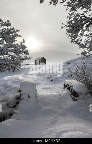 Traditionelle Steinscheune und fallenden Schnee, Holwick, Teesdale, County Durham, UK Stockfoto