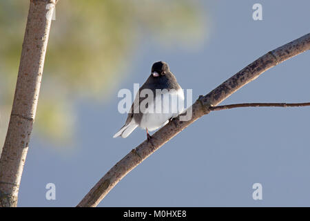 Ein junco sitzt die Gabel von zwei Bäumen Äste peering auf der Suche nach Essen. Im hellgrünen Blätter zusammen mit dem Pastell-blaue Himmel Stockfoto