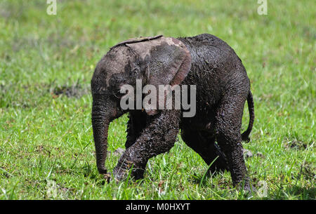 Tag alt Elefant (Loxodonta africana) Kalb kämpfen mit Mutter in einem Sumpf zu halten Stockfoto