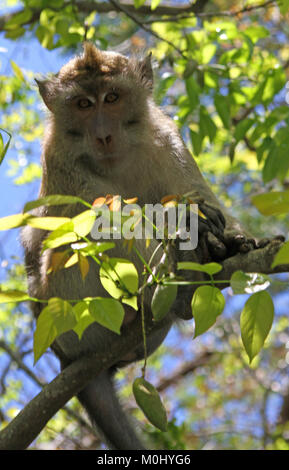 Krabbe-Essen AKA der Long-tailed Macaque Makaken (Macaca Fascicularis) auf einem Ast, Ile Aux Cerfs, die Republik von Mauritius, Flacq Bezirk. Stockfoto