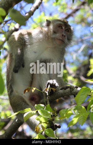 Krabbe-Essen AKA der Long-tailed Macaque Makaken (Macaca Fascicularis) auf einem Ast, Ile Aux Cerfs, die Republik von Mauritius, Flacq Bezirk. Stockfoto