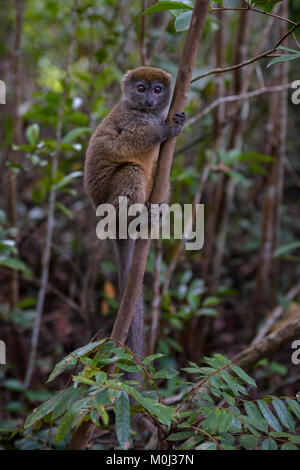 Östlichen weniger Bambus Lemur - Hapalemur griseus, Madagaskar Regenwald. Madagaskar endemite. Cute Primas. Bambus Stockfoto