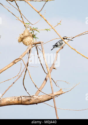 Pied Kingfisher (Ceryle rudis) im Baum neben Weaver's Nest am Viktoriasee, Kenia Stockfoto