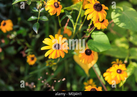 Rudbeckia hirta, die gemeinhin als black-eyed Susan, blühende Pflanze in der Familie der Stockfoto